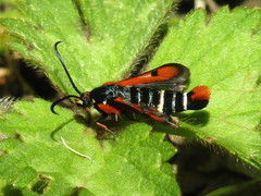 Pyropteron chrysidiforme