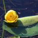 Nuphar - Photo (c) Jacob Smith,  זכויות יוצרים חלקיות (CC BY-NC-ND), uploaded by Jacob Smith
