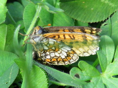 Melitaea celadussa
