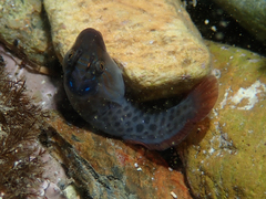 Lepadogaster lepadogaster