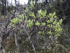 Salix glauca