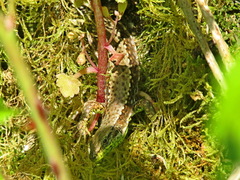 Iberolacerta monticola