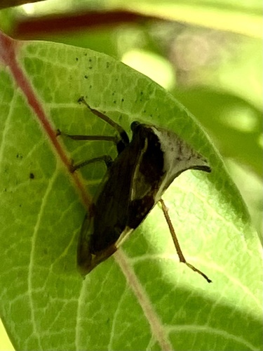 Two-horned Treehopper photo 5