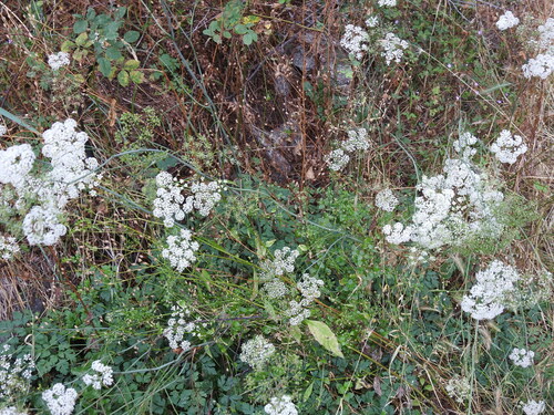 Image of Perideridia gairdneri by no rights reserved