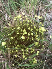 Splachnum luteum