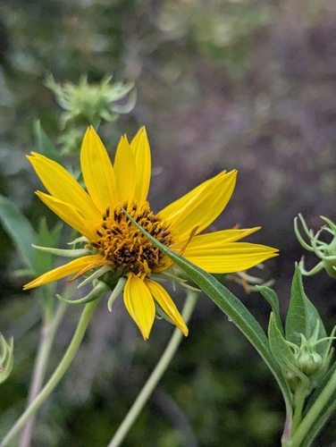 Image of Helianthus californicus by (c) Bryce Johnson, some rights reserved (CC BY)