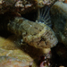 Zebra Goby - Photo (c) Julien Renoult, some rights reserved (CC BY), uploaded by Julien Renoult