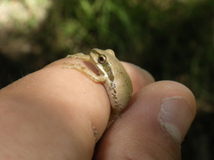 Pseudacris sierra