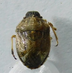 Neottiglossa pusilla