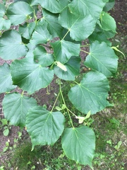 Tilia