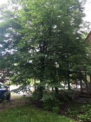 Tilia