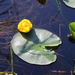 Nuphar polysepala - Photo (c) Jacob Smith, algunos derechos reservados (CC BY-NC-ND), uploaded by Jacob Smith