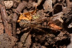 Episinus maculipes