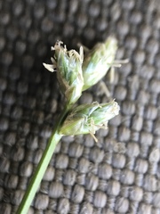 Carex tenuiflora