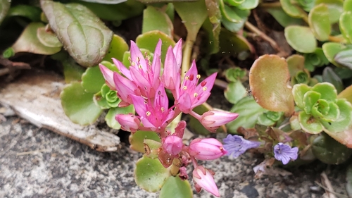 Sedum lazicum Boiss. & É.Huet