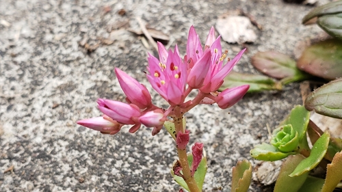 Sedum lazicum Boiss. & É.Huet 2