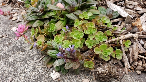 Sedum lazicum Boiss. & É.Huet 3