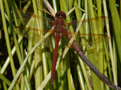 Sympetrum madidum
