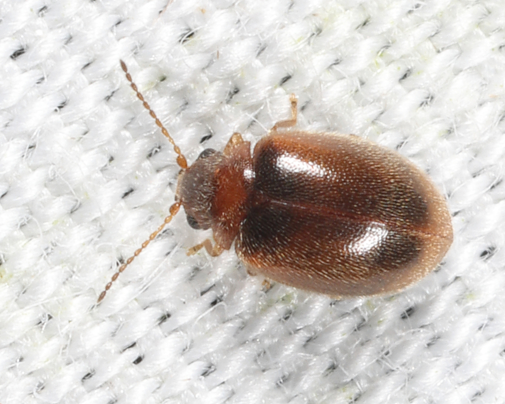 Contacyphon modestus