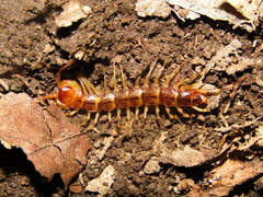 Lithobius variegatus