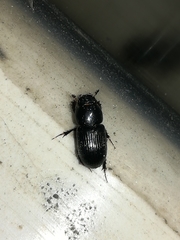Aphodius