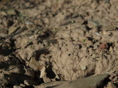 Nemacladus inyoensis