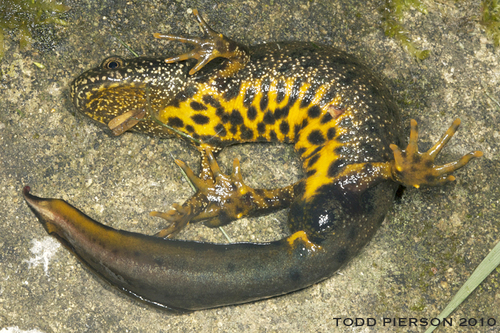 Great Crested Newt