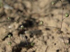 Nemacladus inyoensis