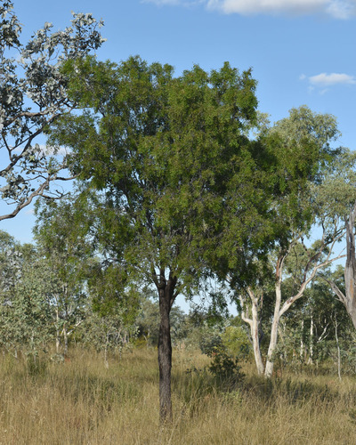 Acacia excelsa angusta