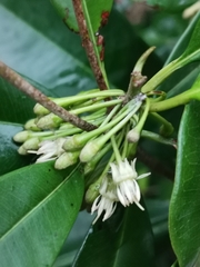 Manilkara subsericea, photograph (c) Darren Obbard, some rights reserved (CC BY)