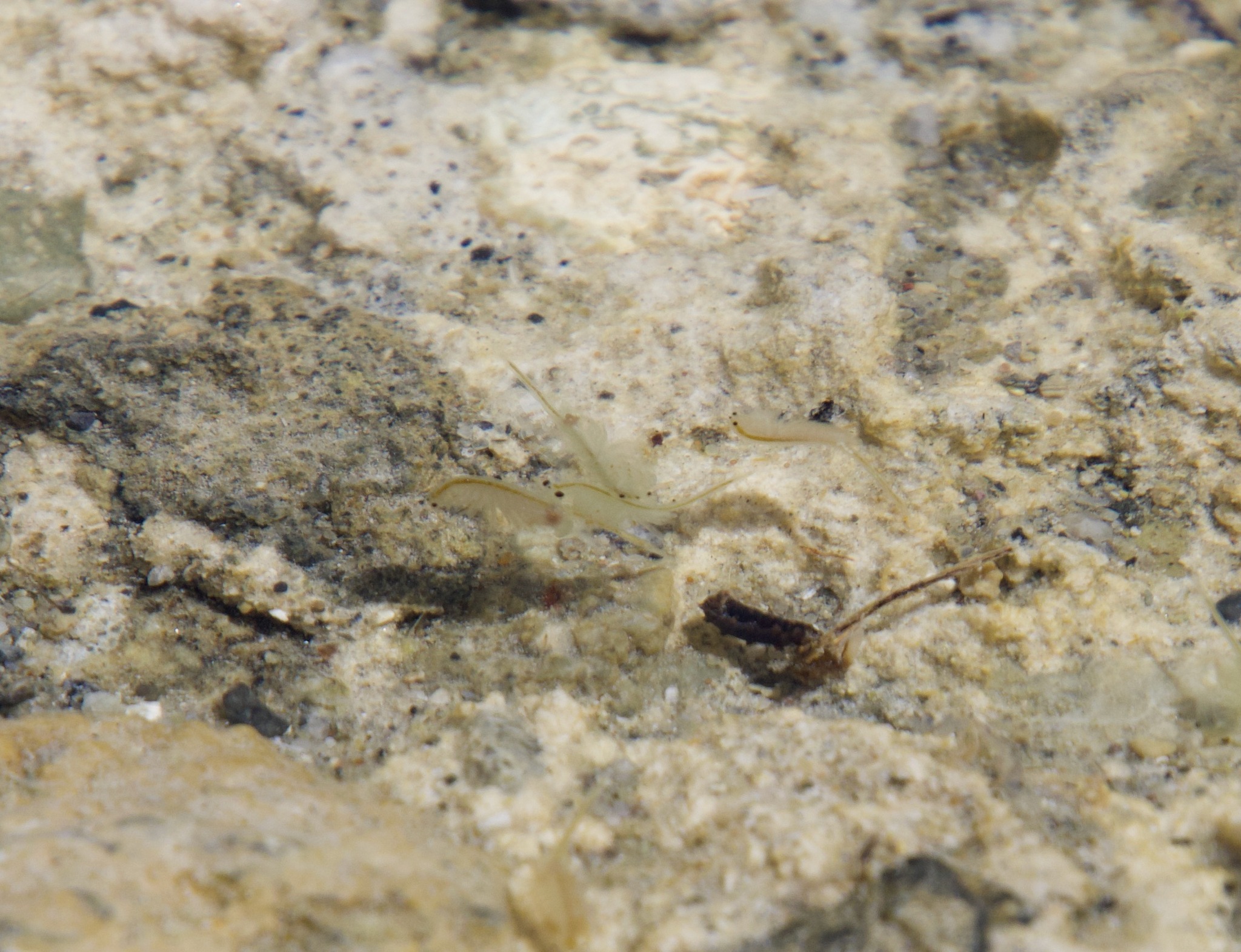 Artemia monica Verrill, 1869