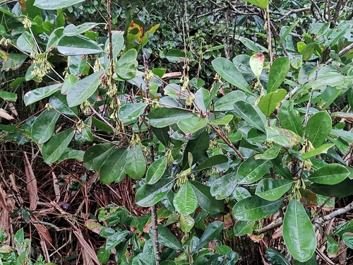 Manilkara subsericea, photograph 6
