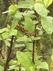 Salix hastata