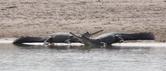Gavialis gangeticus