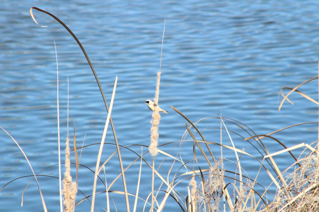 Masked Penduline Tit
