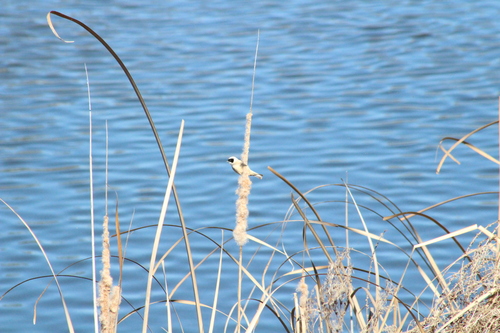 Masked Penduline Tit