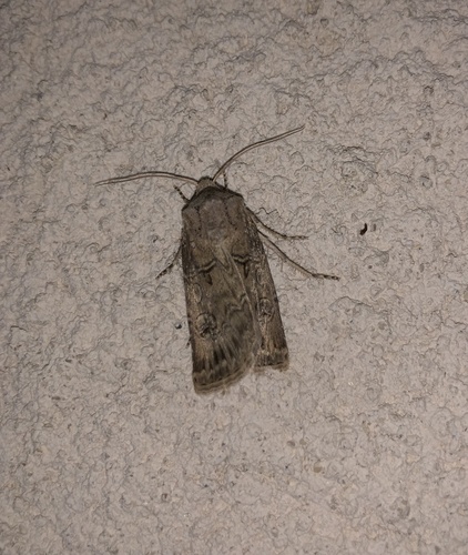 Agrotis bigramma