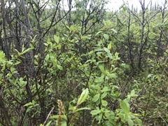 Salix hastata
