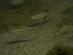 Phoxinus septimaniae