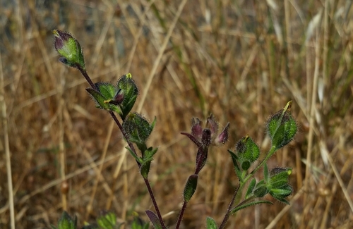 plumpseeded madia (Madia anomala)