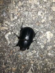 Pentodon bidens punctatus