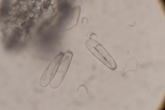Solenogastres