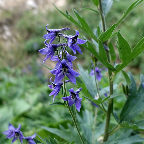 Image of Delphinium dubium by (c) Wolfgang Jauch, some rights reserved (CC BY)