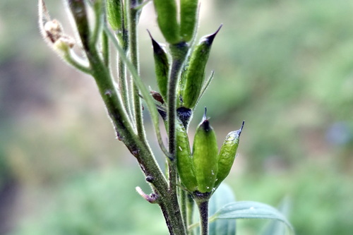Image of Delphinium dubium by (c) Wolfgang Jauch, some rights reserved (CC BY)
