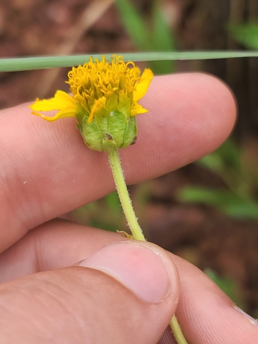 Image of Verbesina rothrockii by no rights reserved