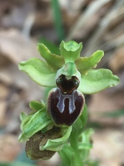 Ophrys sphegodes