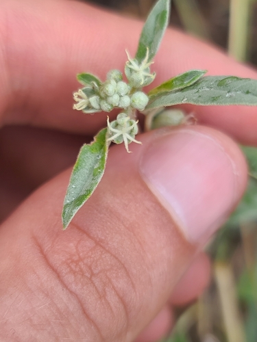 Image of Croton pottsii by no rights reserved