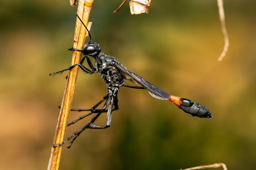 Common thread-waisted wasp