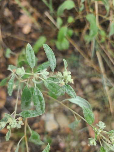 Image of Croton pottsii by no rights reserved