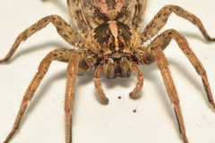 Lycosidae